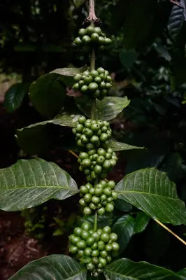 a bunch of green berries on a plant at Fairwinds Coorg - Boutique Homestay at Coffee Farm in Virajpet