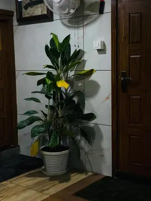 a plant in a pot on a floor next to a door at Mp DREAMS ROOMS in Edappāl