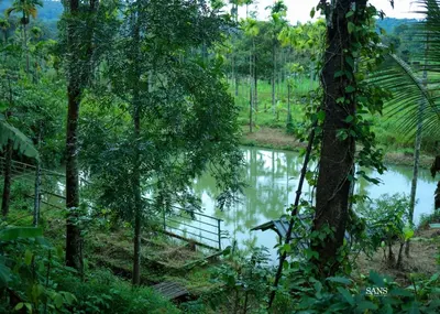 a river in the middle of a forest at Paddy Land in Wayanad