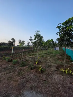 a garden with trees and plants in a field at Namma Hatti, Traditional Home in Chattanahalli