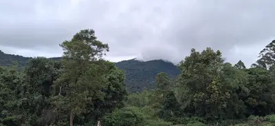 a group of trees in front of a mountain at Kookal Candle Wood House in Kūkkāl