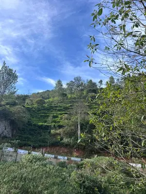 auliculiculiculiculiculiculiculiculiculiculiculiculiculiculic at Hanni Resort in Kotagiri