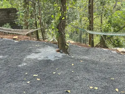 a tree with a hammock around it in a park at Bambus Alley in Wayanad