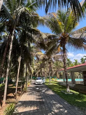 a car parked on a palm tree lined driveway at SARA fARM STAY
