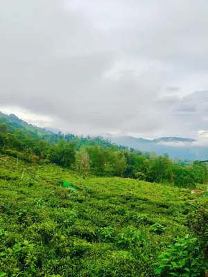 a green field with trees in the background at Humming Bird By Brown Tree Resorts in Kotagiri