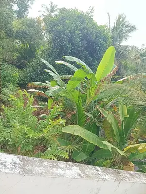 a garden with green plants and trees at Shield Guest Accommodation in Pudunagaram