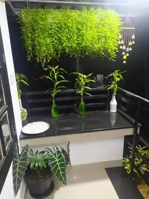 a group of plants in green vases on a table at Garden view home stay for family near meitra hospital in Kozhikode