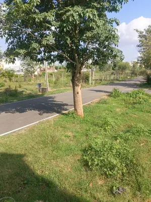 a tree sitting on the side of a road at Private Room with Kitchen for Decent Couples & Families in Mysore