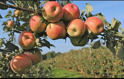 a bunch of apples hanging from an apple tree at Munnar Wood valley in Munnar