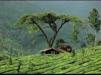 a tree in the middle of a field with a house at Munnar Wood valley in Munnar