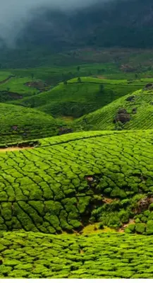 a view of a green hillside with bushes at Munnar Wood valley in Munnar
