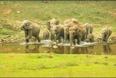 a herd of elephants standing in the water at Munnar Wood valley in Munnar