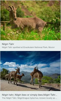 two pictures of animals standing in the grass at Munnar Wood valley in Munnar