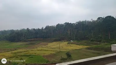 a grassy hill with trees on the side of a road at Nagesh paikera biligeri in Madikeri