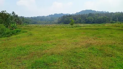 a large field of grass with trees in the background at Nagesh paikera biligeri in Madikeri
