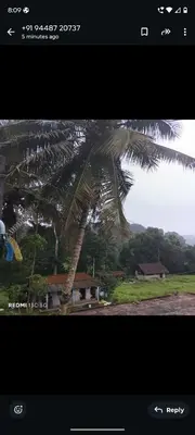 a picture of a palm tree on a screen at Nagesh paikera biligeri in Madikeri