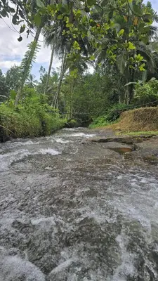 a river with rapids in the middle of a forest at Leela cottage in Kozhikode