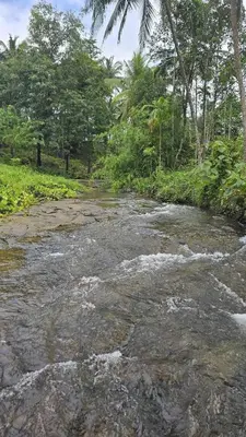 a stream of water with trees in the background at Leela cottage in Kozhikode