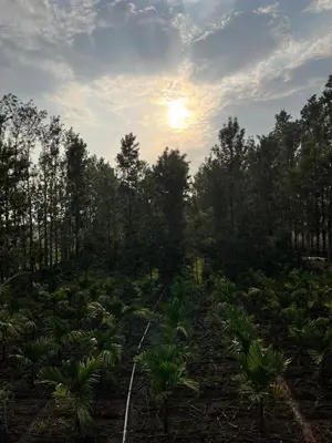 a field of plants with the sun in the background at S R Retreat in Dodbelvangala