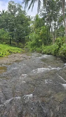 a stream of water with trees in the background at A cozy home bythe waterstream, tourist places near waynad in Kodenchery