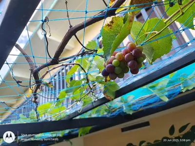 a bunch of grapes hanging from a cage at Bhasuri AC Villa with Kitchen 1 in Agali