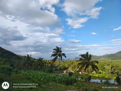 a group of palm trees in a field at Bhasuri Non-AC Room in Agali