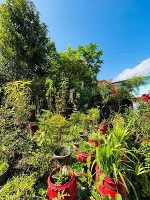 a group of potted plants in a garden at Emnic Cottage Homestay in Meppādi