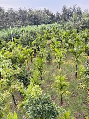 a plantation of palm trees in a field at Coorg Sunrise Cottage Homestay in Kushālnagar