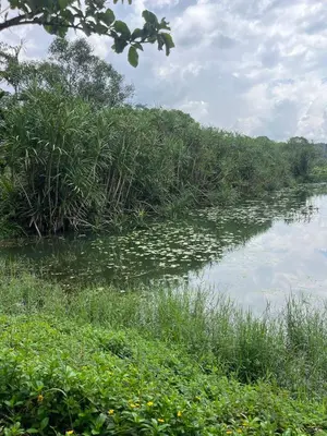 a river with water lilies on the side of it at Farmscape Retreat in Gonikoppal