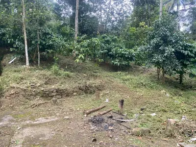 a dirt road in the middle of a forest at ARAVON Homes in Meenangadi