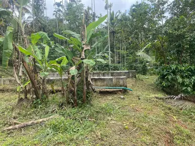 a small tree in a field next to a forest at ARAVON Homes in Meenangadi