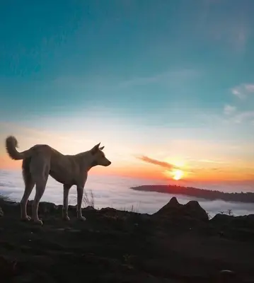 a dog standing on top of a hill at sunset at Wayanad Camping in Ambalavayal