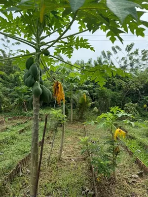 a banana tree with lots of green fruit on it at Nanavu Farmhouse in Māla