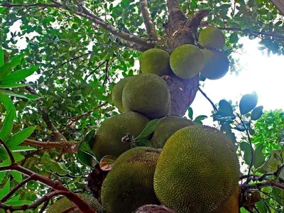 a bunch of green fruit on a tree at Coorg Heights in Madikeri