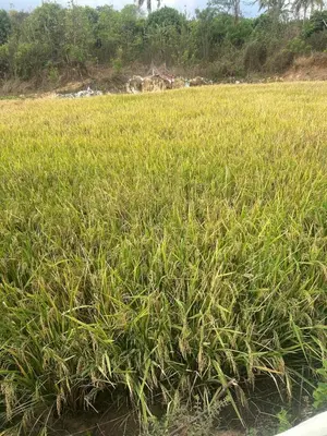 a field of tall green grass in a field at Tharissu potta farm stay in Kollengode