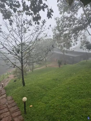 a tree in a field with a building in the background at Woodshade resort in Wayanad