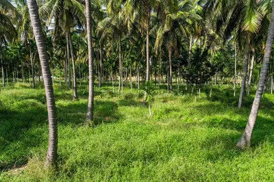a group of palm trees in a field of grass at Spacious 3BR Daveys Townhouse with Private Lawn Pet Friendly and Complimentary Breakfast in Mysore