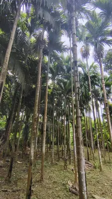 a group of palm trees in a forest at Casa Areca in Cheruthuruthi