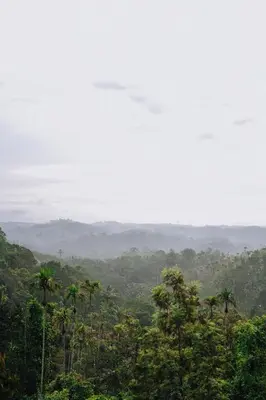 a view of a jungle with palm trees in the distance at Camplights Stays in Tariyod