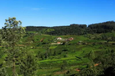 a green field with houses on a hill with trees at Western Valley Resorts Ooty in Ooty