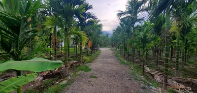 a field of palm trees on a dirt road at Murthi's Farm House in Coimbatore