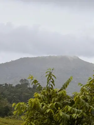 a mountain in the distance with a tree at Malma view homestay in Kakkabe