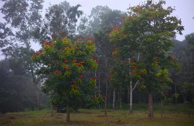 two trees in a field with red flowers on them at Aquatica by bough'n villa in Kenichira