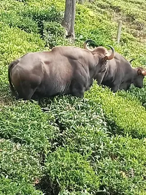 two animals laying in a field of grass at Cherry Blossom in Kotagiri