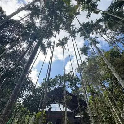 sahara dua jungle farmstay