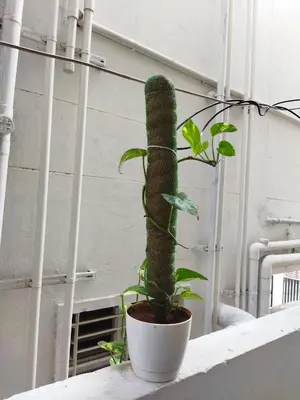 a green plant in a white pot on a ledge at WooLiv in Coimbatore