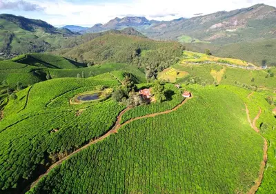 an aerial view of a farm in a green field at Paradise Premium Villa Munnar in Munnar
