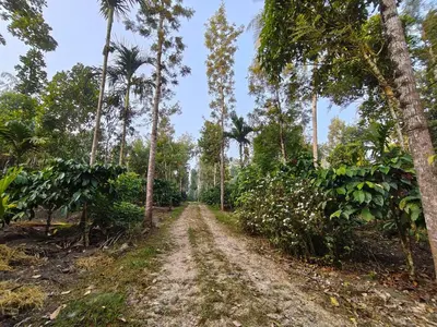 a dirt road in a forest with palm trees at Resonanace Homestay Nature Stay in Wayanad in Pulpally