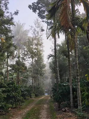 a dirt road in the middle of a jungle with palm trees at Resonanace Homestay Nature Stay in Wayanad in Pulpally
