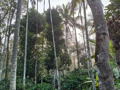a group of palm trees in a forest at Resonanace Homestay Nature Stay in Wayanad in Pulpally